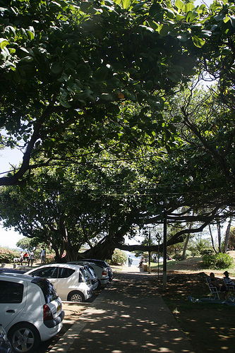 Ile de la Réunion - janvier 2011 - 128