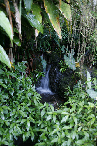 Ile de la Réunion - janvier 2011 - 607