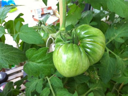 Si ça c’est pas de la tomate !