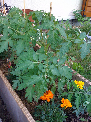 Mes tomates veulent du soleil !!!