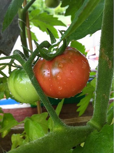 Les tomates… Y’en a une qui rougit au fond laaaaaaa !!!