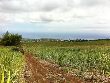 Ile de la Réunion - janvier 2011 - 519