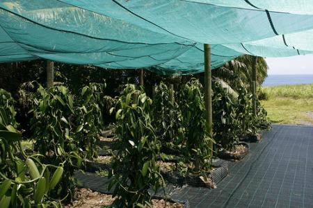 Ile de la Réunion - janvier 2011 - 551