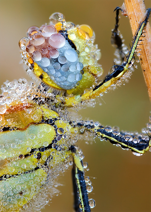 Featured image of post Des photos macro hallucinantes !