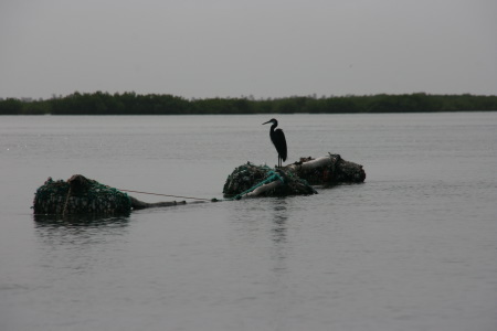 Featured image of post Sénégal - dixième jour : pélican et mangrove
