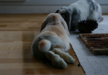 Featured image of post Alors ça, si c'est pas mignon...