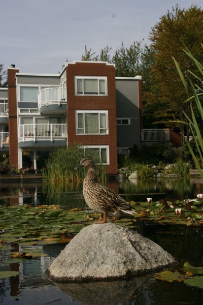 canada vancouver Granville Island Chinatown Gastown
