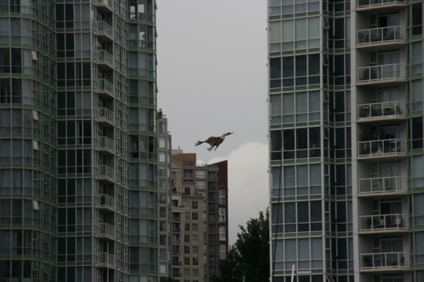 canada vancouver Granville Island Chinatown Gastown