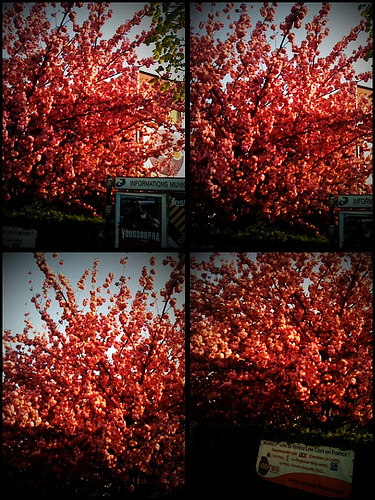 Featured image of post Printemps quand tu nous tiens