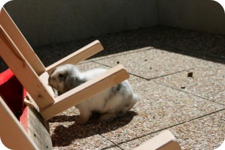 Featured image of post De l'art de bricoler avec un lapin en apprenti