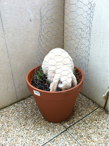 Mon lapin se prend pour un koala…