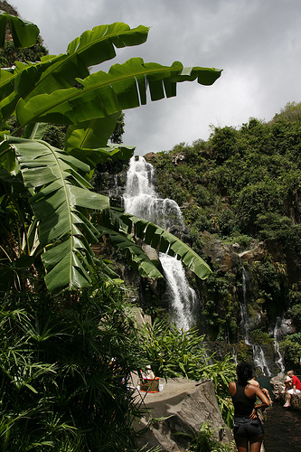 Ile de la Réunion - janvier 2011 - 398