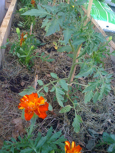 Œillets plantés à côté des tomates. #cacestfait #lespetitsplaisirsdelavie